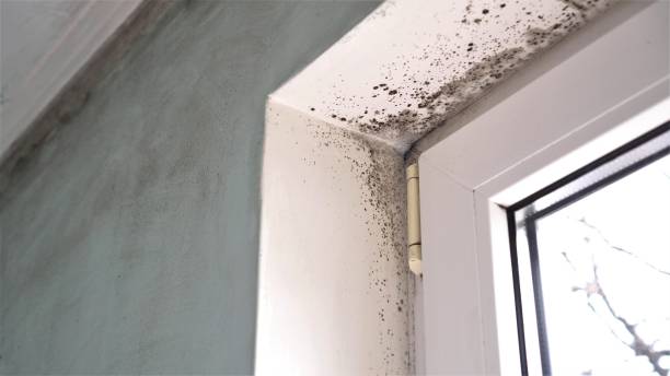 Best Industrial Mold Remediation in Statesville, NC