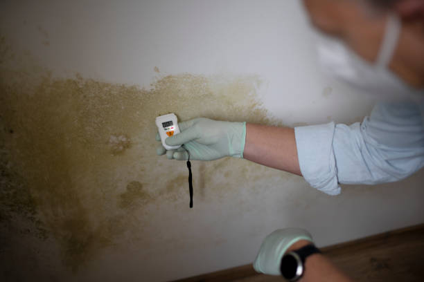 Best Residential Mold Remediation in Statesville, NC