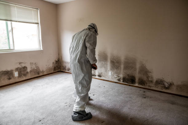 Best Post-Flood Mold Remediation in Statesville, NC